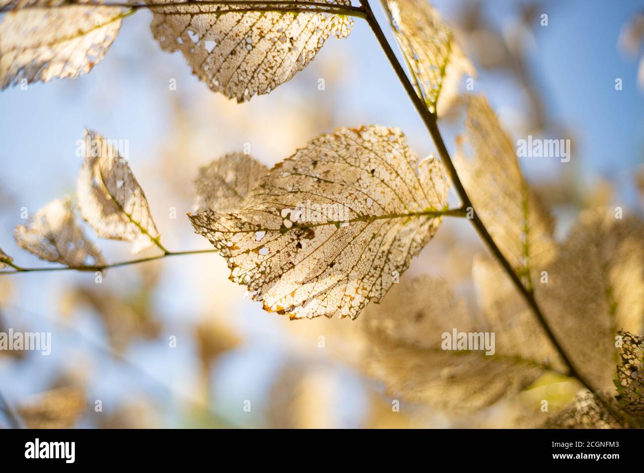 Feuilles de squelette séchées sur le brunch sur fond de ciel. Structure d'appel d'offres. Banque D'Images