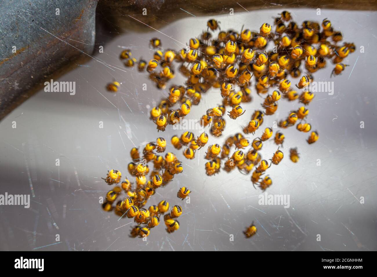 Bébé récemment éclos Araneus diadematus araignées de jardin Banque D'Images