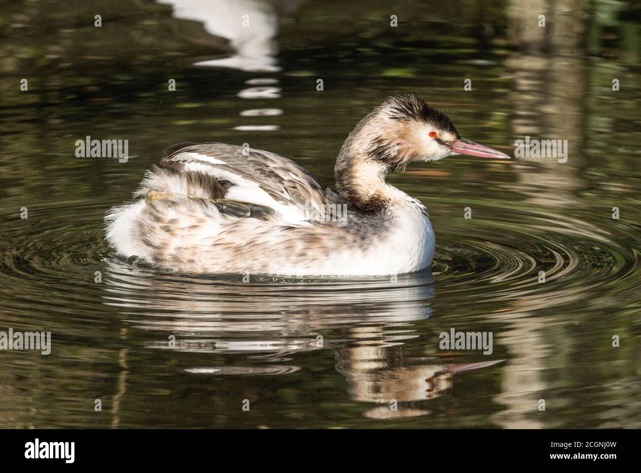 Grand Grebe à crête 'Podiceps cristatus' adulte dans le plumage d'hiver. Banque D'Images