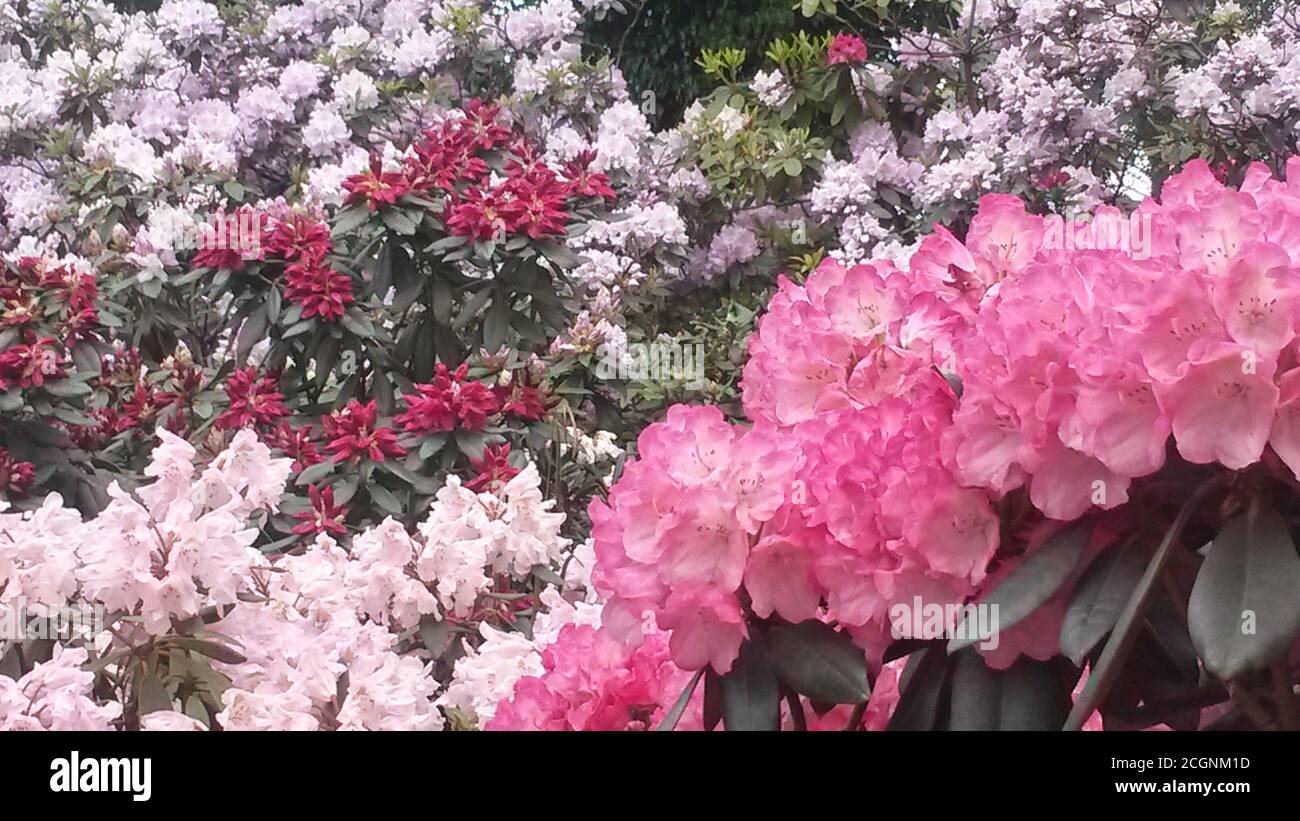 Des fleurs de rhododendron étonnantes dans le jardin botanique de Berlin Banque D'Images