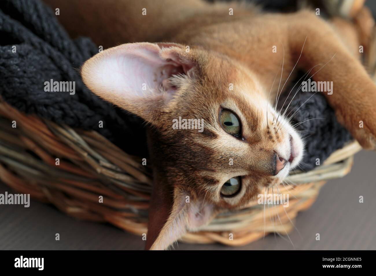 Studio Portrait de jeune Kitten Abyssinien se détendant dans son chat panier Banque D'Images