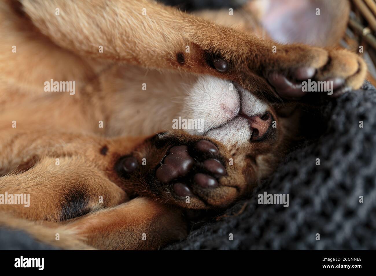 Studio Portrait de jeune Kitten Abyssinien se détendant dans son chat panier Banque D'Images