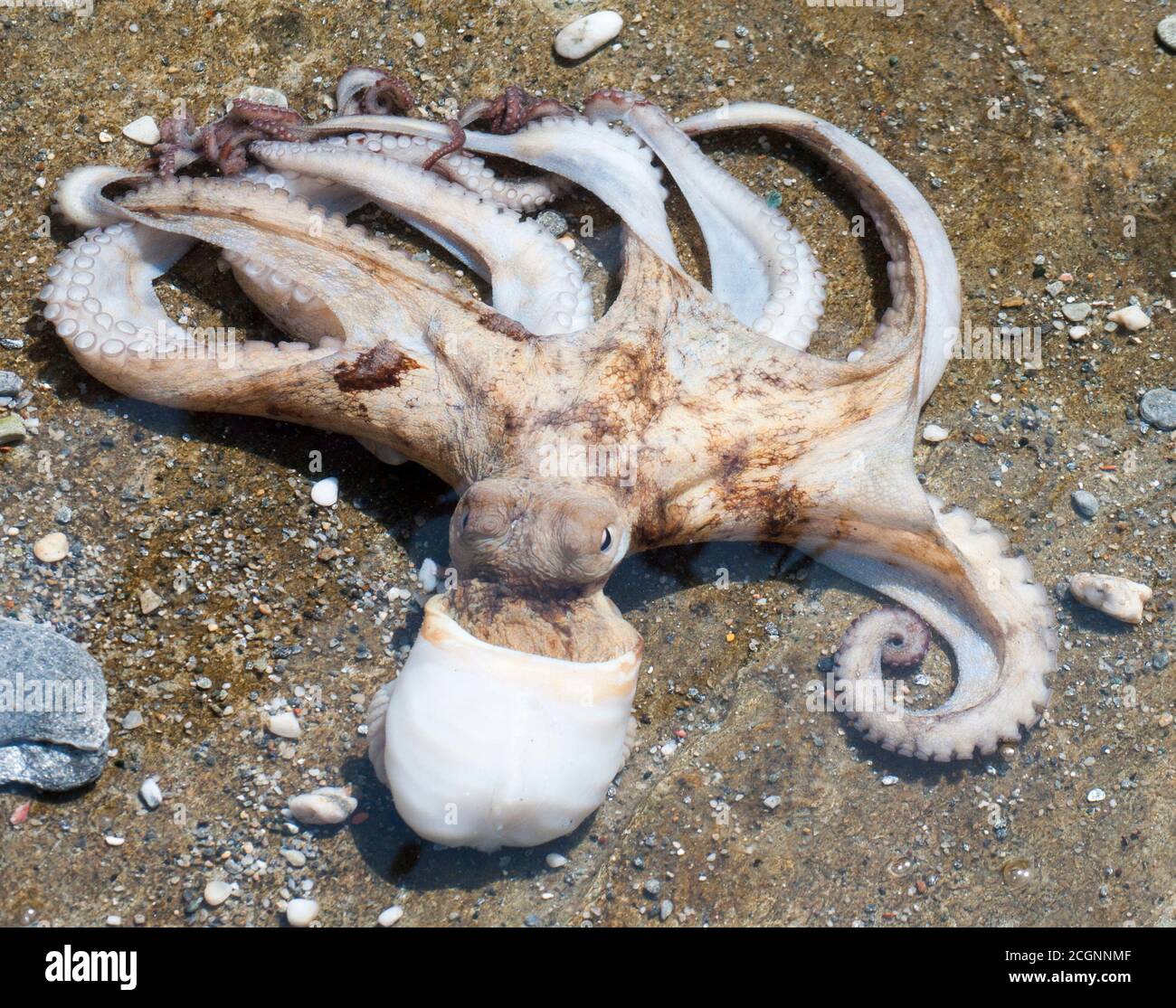Photos prises de l'île grecque Tinos dans le sud de la mer Égée près de l'île de Mykonos. Ces photos se composent principalement de maisons, de fruits de mer, de navires et d'archéologie Banque D'Images