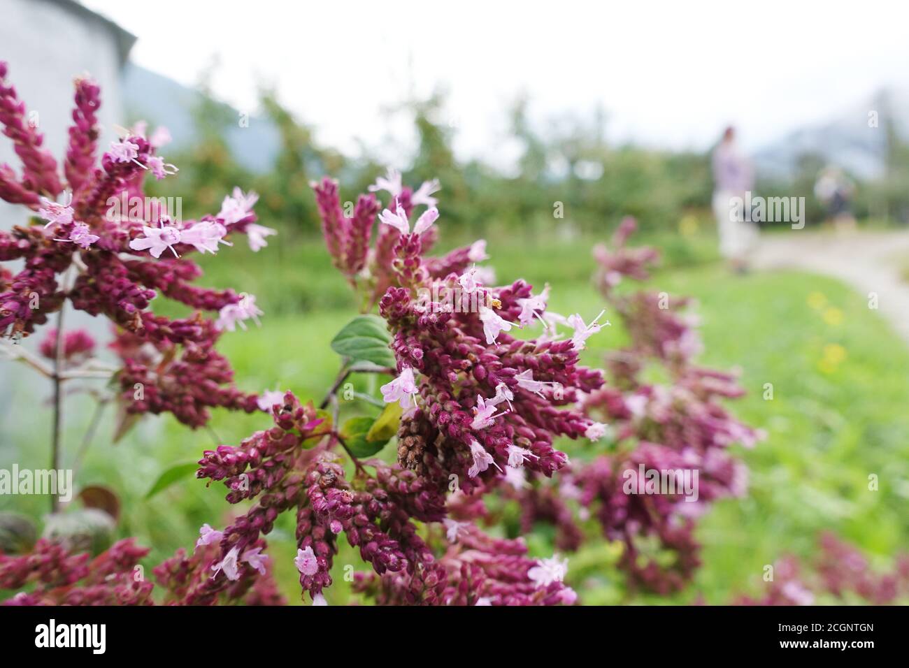 Ororigan (Origanum vulgare) Am Wegesrand, Schenna, Südtirol, Italien Banque D'Images