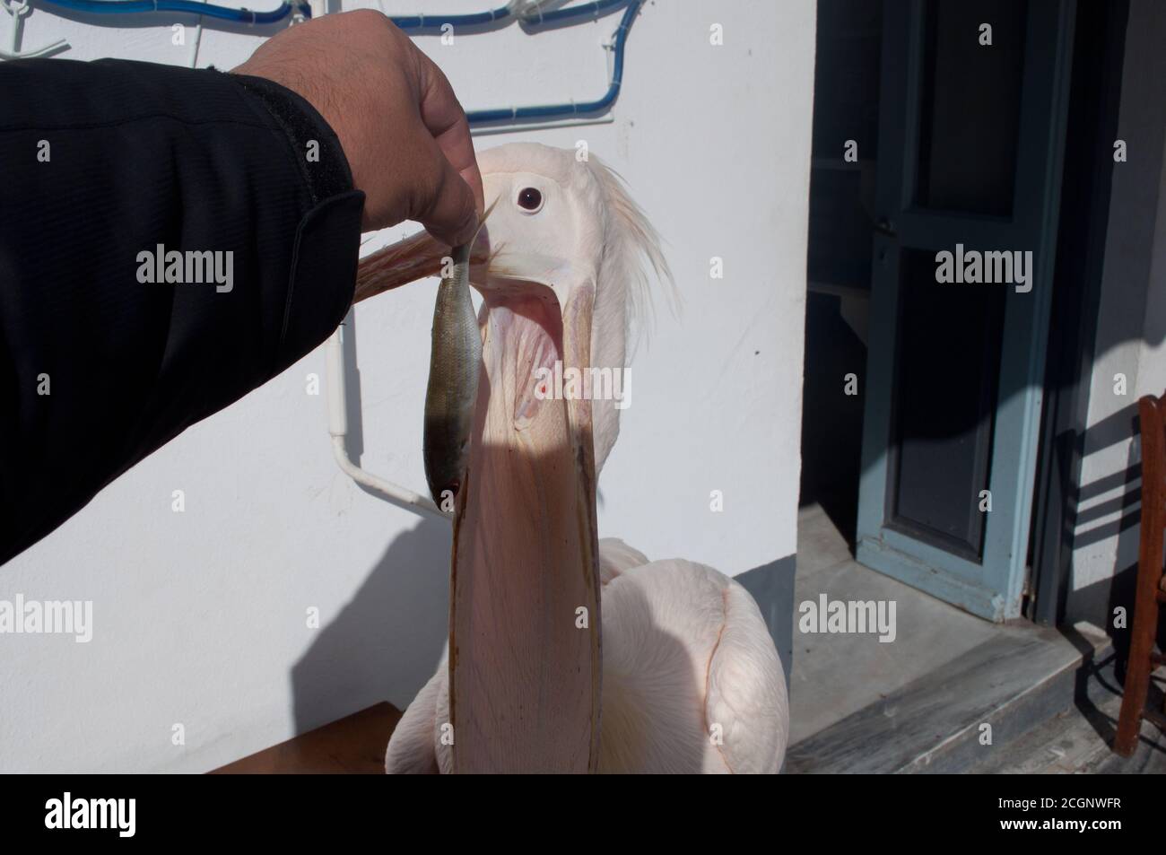 Photos prises de l'île grecque Tinos dans le sud de la mer Égée près de l'île de Mykonos. Ces photos se composent principalement de maisons, de fruits de mer, de navires et d'archéologie Banque D'Images