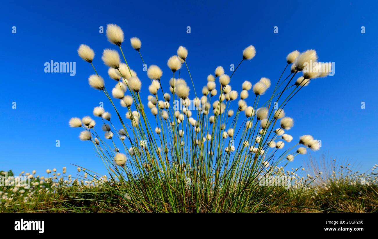 Herbe de coton féconde au printemps dans la lande, le cotongrass de queue de lièvre (Eriophorum vaginatum), Oldenburger Muensterland, Goldenstedter Moor, Lower Banque D'Images