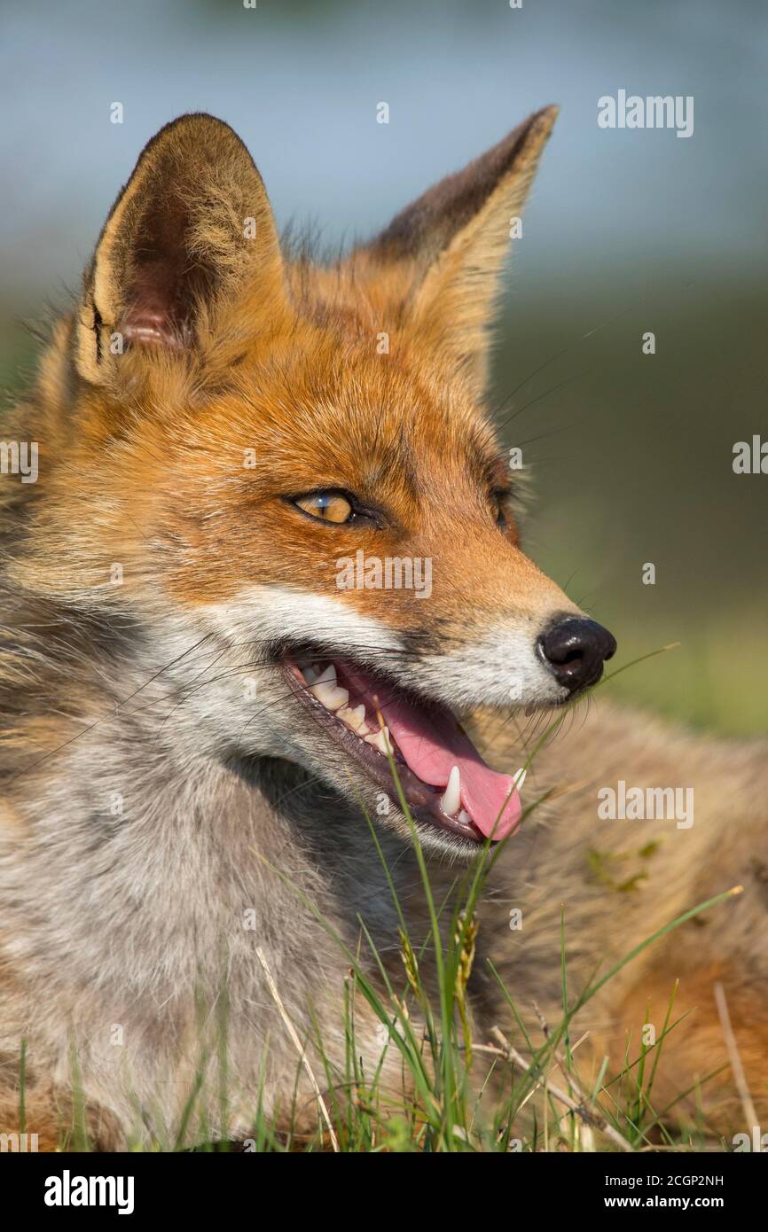 Jeune renard roux (Vulpes vulpes) Portrait, pays-Bas Banque D'Images