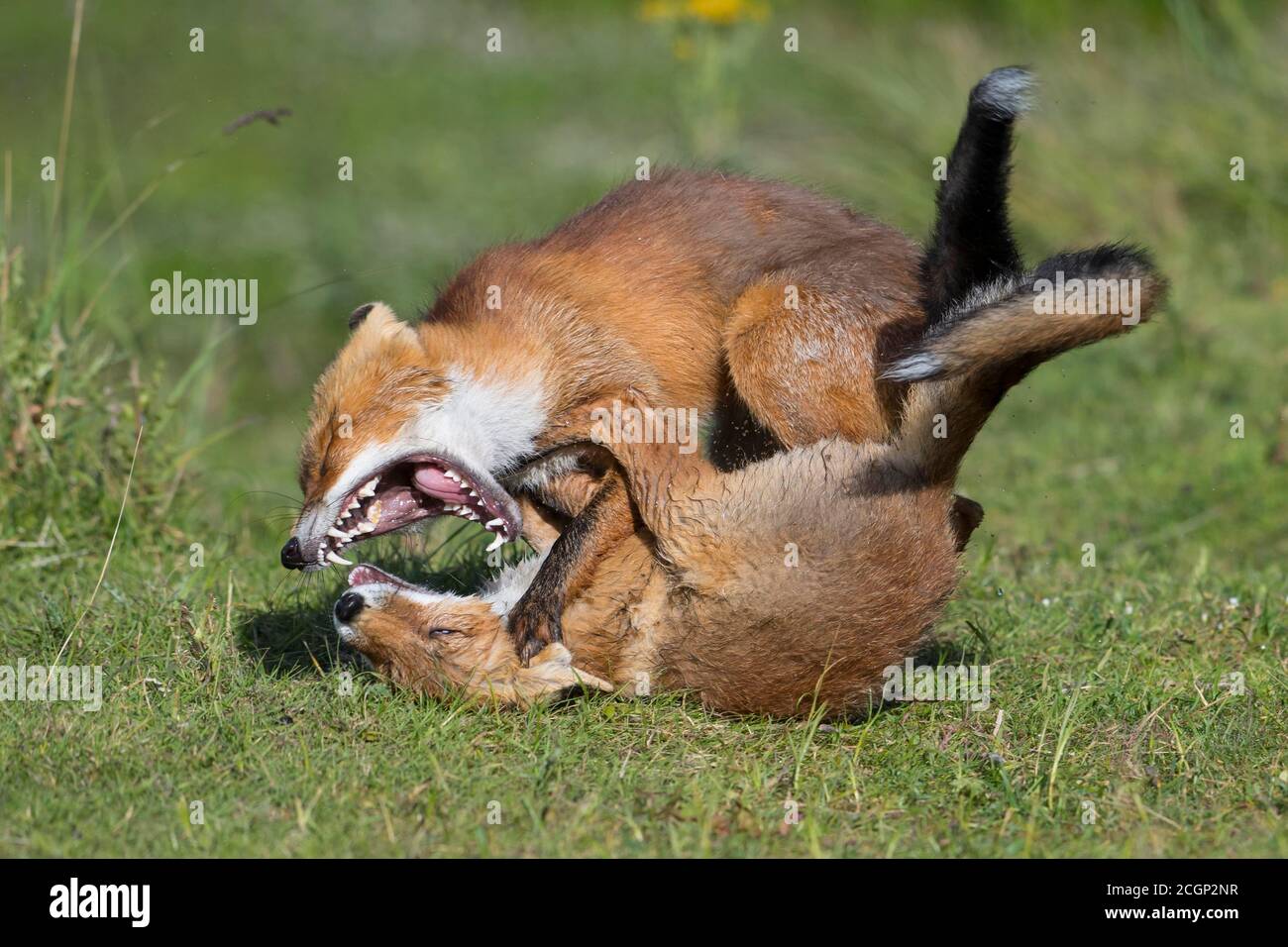 Renards (Vulpes vulpes) se battant avec leur bouche ouverte, ludique, pays-Bas Banque D'Images