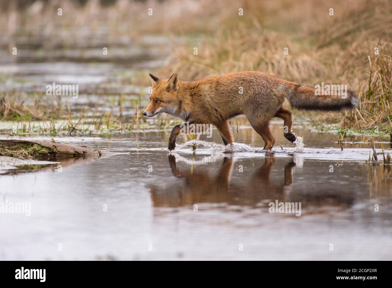 Le renard roux (Vulpes vulpes) en manteau d'hiver traverse un plan d'eau, pays-Bas Banque D'Images