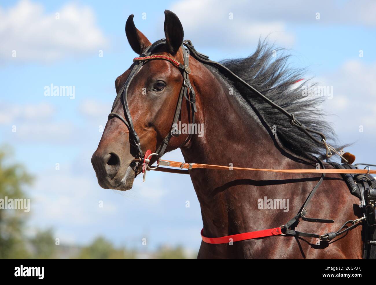 Portrait d'une race de trotter de cheval de baie en mouvement hippodrome Banque D'Images