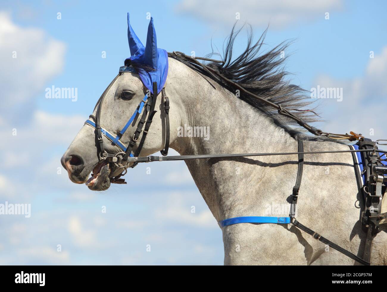 Portrait d'un cheval gris Orlov Trotter race en mouvement sur l'hippodrome Banque D'Images