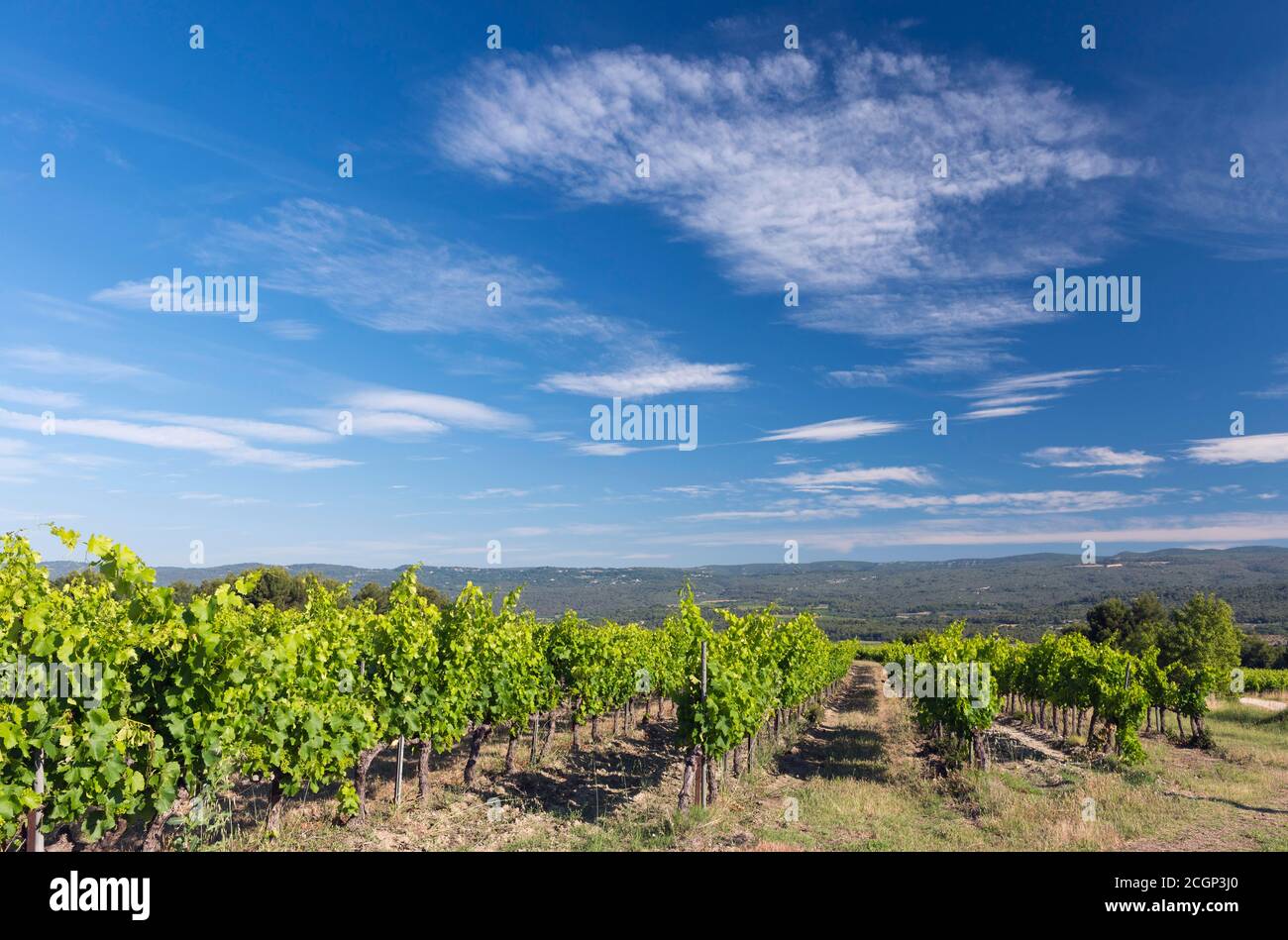 Vignoble, vue sur le plateau de Vaucluse, Roussillon, Provence, département du Vaucluse, Provence-Alpes-Côte d'Azur, France Banque D'Images