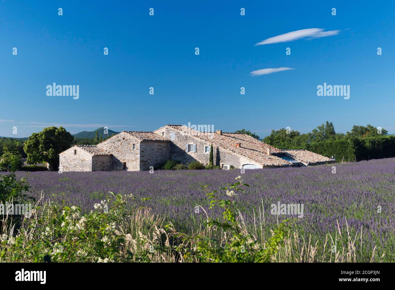 Maison en pierre avec champ de lavande (Lavandula angustifolia), Banon, Provence, Département Alpes-de-haute-Provence, région Provence-Alpes-Côte d'Azur Banque D'Images