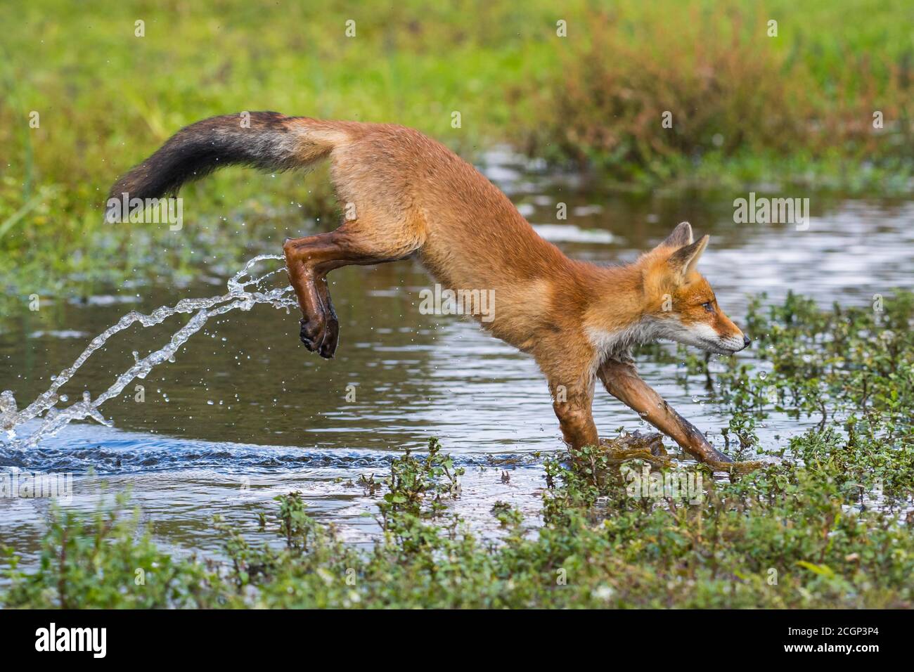 Le renard roux (Vulpes vulpes) saute sur un plan d'eau, saut, action, pays-Bas Banque D'Images