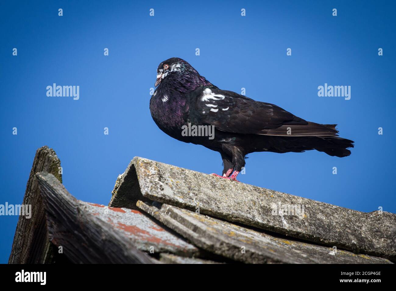 Waldviertel Cropper Pigeon (Waldviertler Kröpfer) - une race de pigeon d'Autriche en voie de disparition Banque D'Images Waldviertel Cropper Pigeon (Waldviertler Kröpfer) - une race de pigeon d'Autriche en voie de disparition Banque D'Images