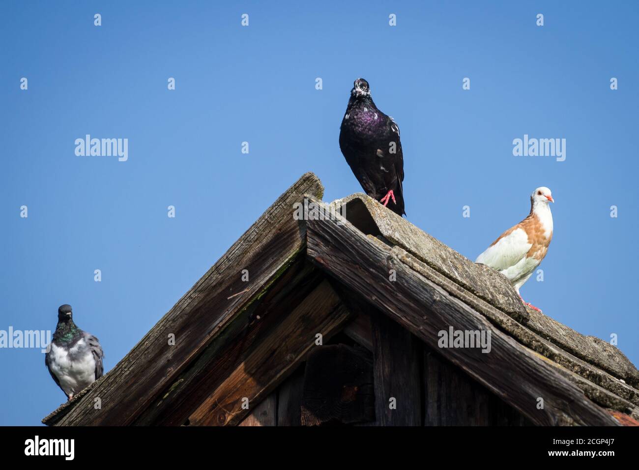 Trois pigeons assis sur un toit - les pigeons autrichiens reproduisent Old Austrian Tumbler, Waldviertel Cropper Pigeon et Ganselkröpfer Banque D'Images Trois pigeons assis sur un toit - les pigeons autrichiens reproduisent Old Austrian Tumbler, Waldviertel Cropper Pigeon et Ganselkröpfer Banque D'Images
