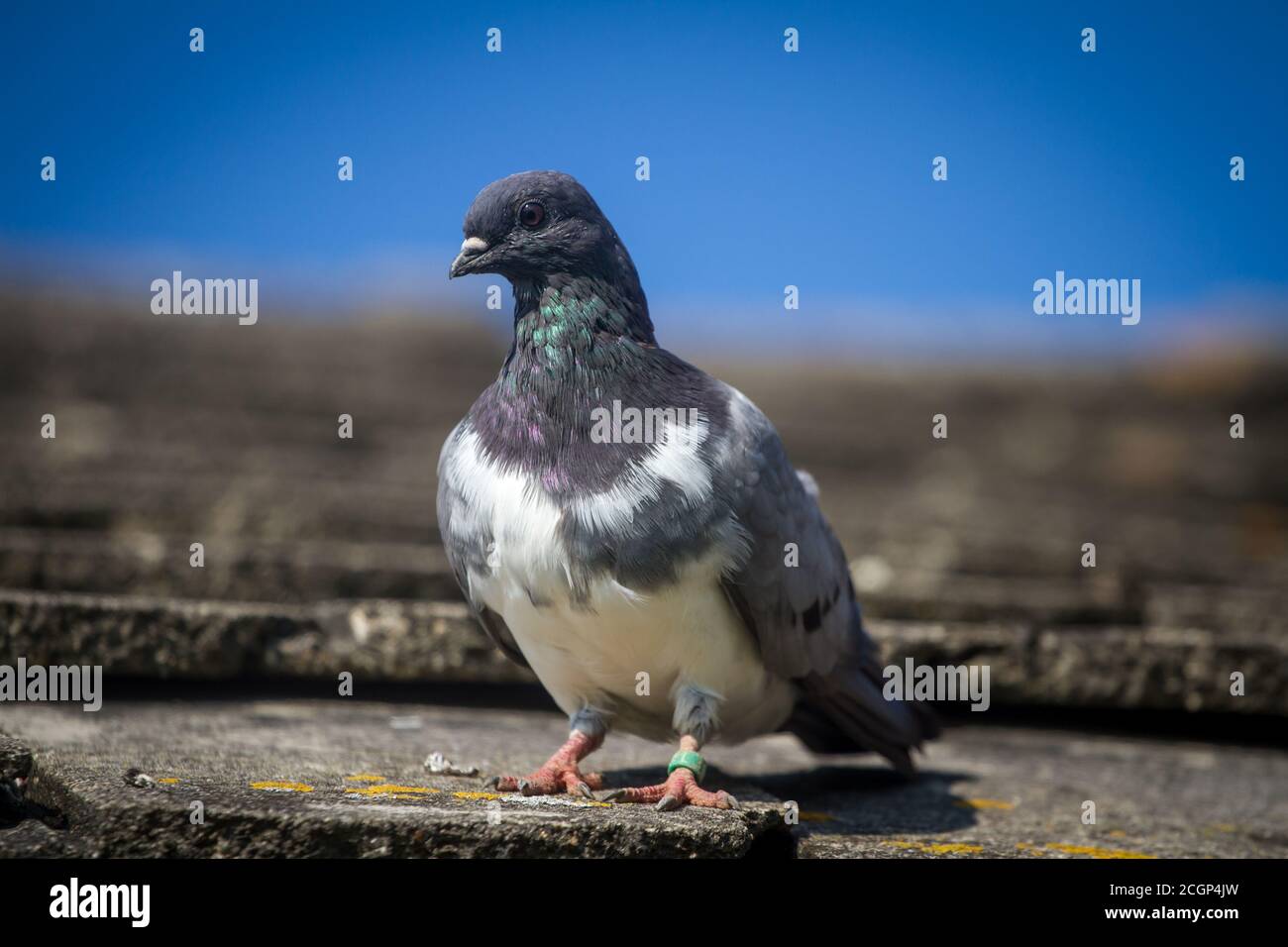 Pigeon de Tumbler (Altösterreichischer Tümmler) - une race de pigeon d'Autriche en voie de disparition Banque D'Images Pigeon de Tumbler (Altösterreichischer Tümmler) - une race de pigeon d'Autriche en voie de disparition Banque D'Images