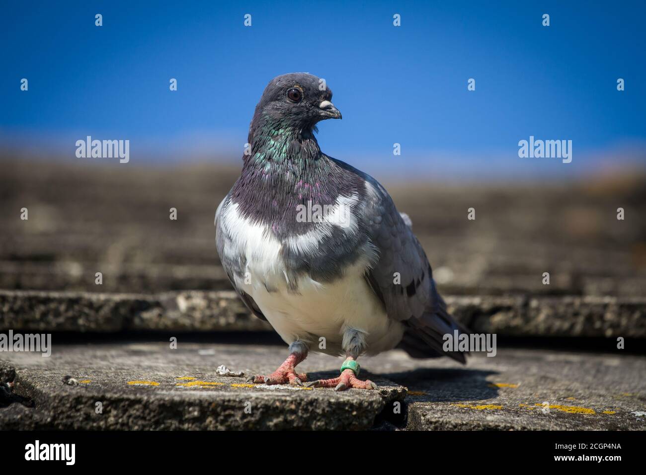 Pigeon de Tumbler (Altösterreichischer Tümmler) - une race de pigeon d'Autriche en voie de disparition Banque D'Images Pigeon de Tumbler (Altösterreichischer Tümmler) - une race de pigeon d'Autriche en voie de disparition Banque D'Images