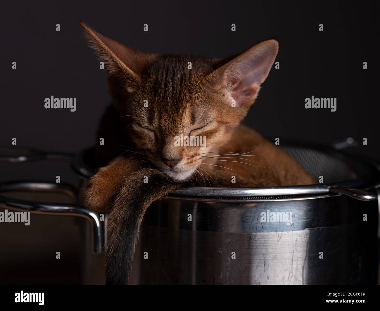 Studio Chat Portrait de jeunes Abyssiniens Kitten relaxant dans la cuisine pot Banque D'Images