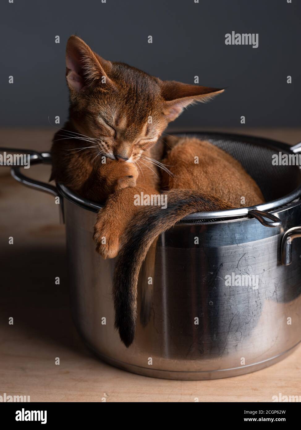 Studio Chat Portrait de jeunes Abyssiniens Kitten relaxant dans la cuisine pot Banque D'Images