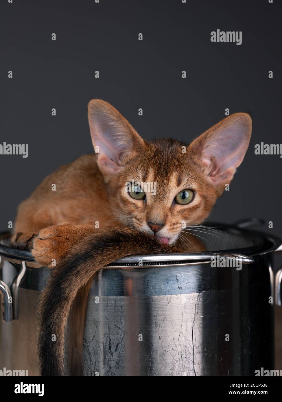 Studio Chat Portrait de jeunes Abyssiniens Kitten relaxant dans la cuisine pot Banque D'Images