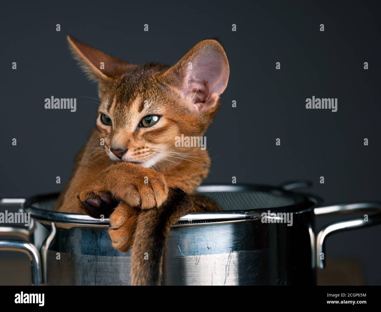 Studio Chat Portrait de jeunes Abyssiniens Kitten relaxant dans la cuisine pot Banque D'Images