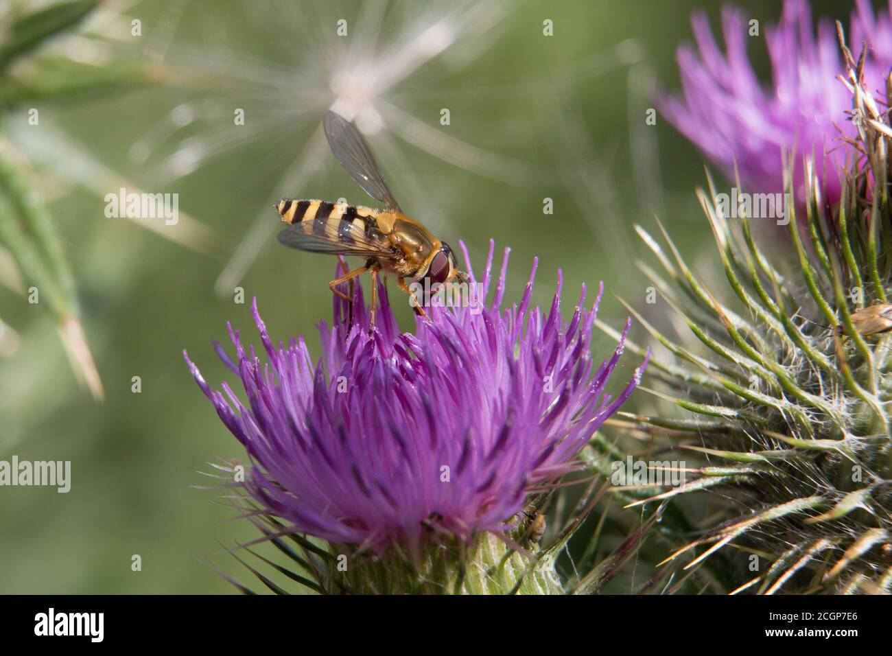 Fleurs ou aéroglisseurs femelles rayées jaunes et noires, Syrphus ribesii, sur une fleur de chardon violet, gros plan, vue latérale, fond diffusé Banque D'Images