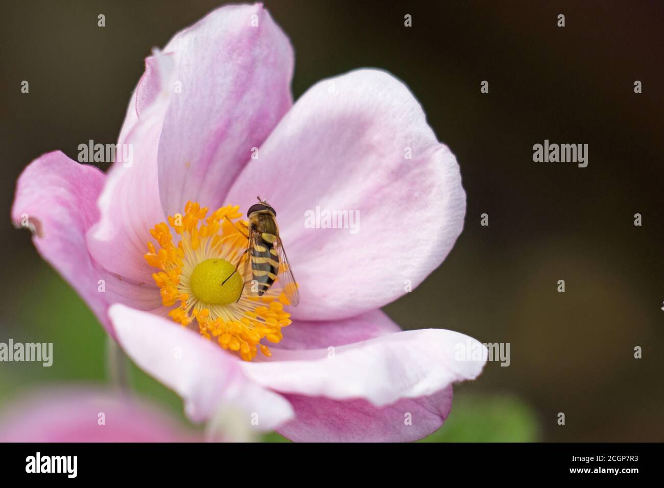 L'aéroglisseur rayé jaune et noir, Syrphus vitripennis, sur une fleur japonaise d'anémone rose, Anemone hupehensis, femelle gros plan, fond vert Banque D'Images