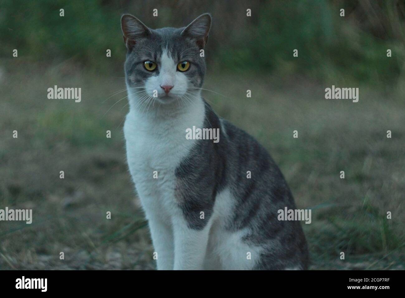 Chat Gris Et Blanc Avec Yeux Jaunes Percant Photo Stock Alamy