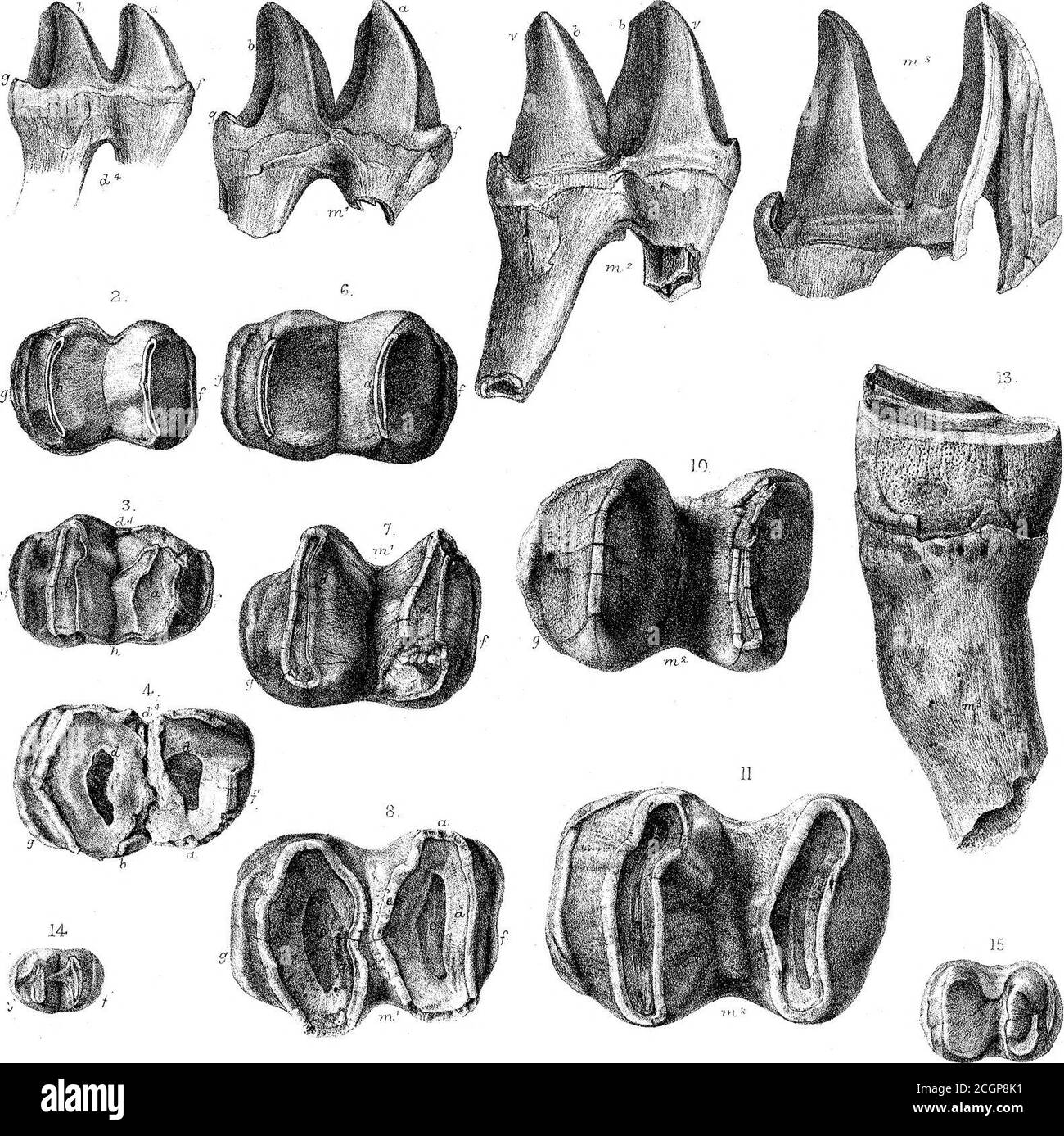 . Sur les mammifères fossiles de l'Australie. Partie III Diprotodon australis, Owen. G-.H.Pori. Imp. AVest. Oserv-. Phfl. Im^wMmmMl Plau XL ! 5. 9 12.. Banque D'Images