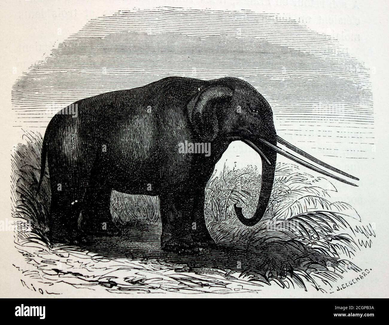 Illustration d'un mastodon (Mastodon giganteus, maintenant connu sous le nom de Mammut americanum), pachyderme qui a vécu en Amérique du Nord de la fin du Miocène au Pléistocène, du monde de Louis Figuier avant le Deluge, édition américaine 1867. Banque D'Images