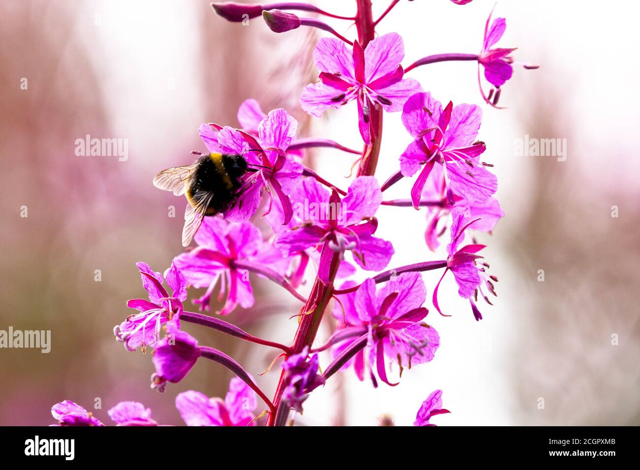 Abeilles récolte nectar d'été .Scotland Royaume-Uni Banque D'Images