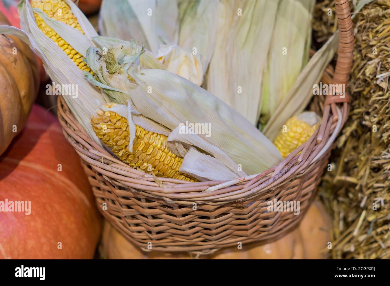 épis de maïs dans un panier, automne et automne concept saisonnier pour les vacances Banque D'Images
