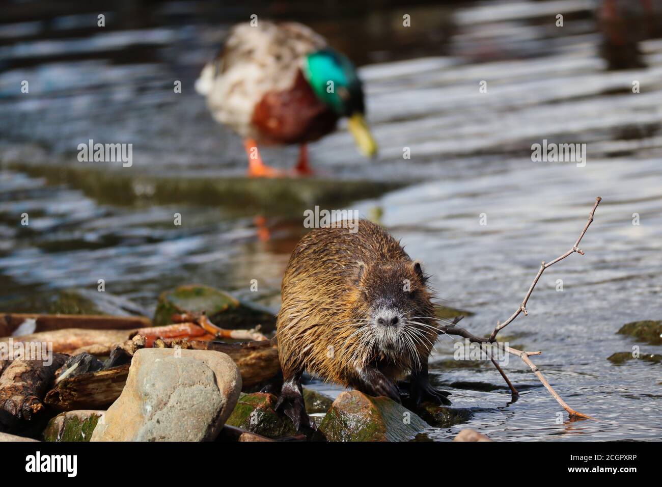 Le coypu (Myocastor coypus) aussi connu comme le nutria est un grand rongeur semi-aquatique herbivore. Nutria sur la pierre sur le fleuve de Vltava. Banque D'Images