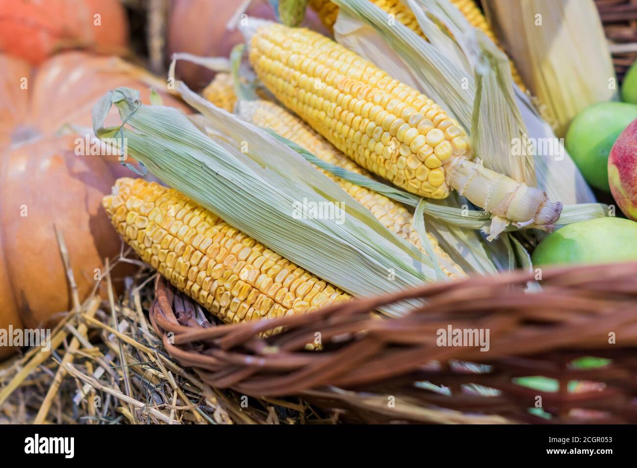 épis de maïs dans un panier, automne et automne concept saisonnier pour les vacances Banque D'Images