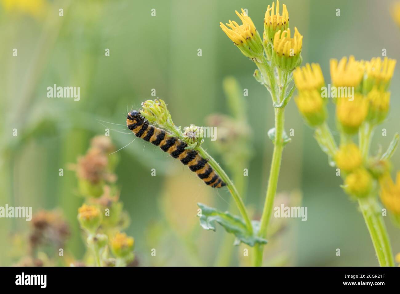 chenille de la teigne de Cinnabar sur l'armotte de ragwort, KEX Gill Moor, North Yorkshire Banque D'Images
