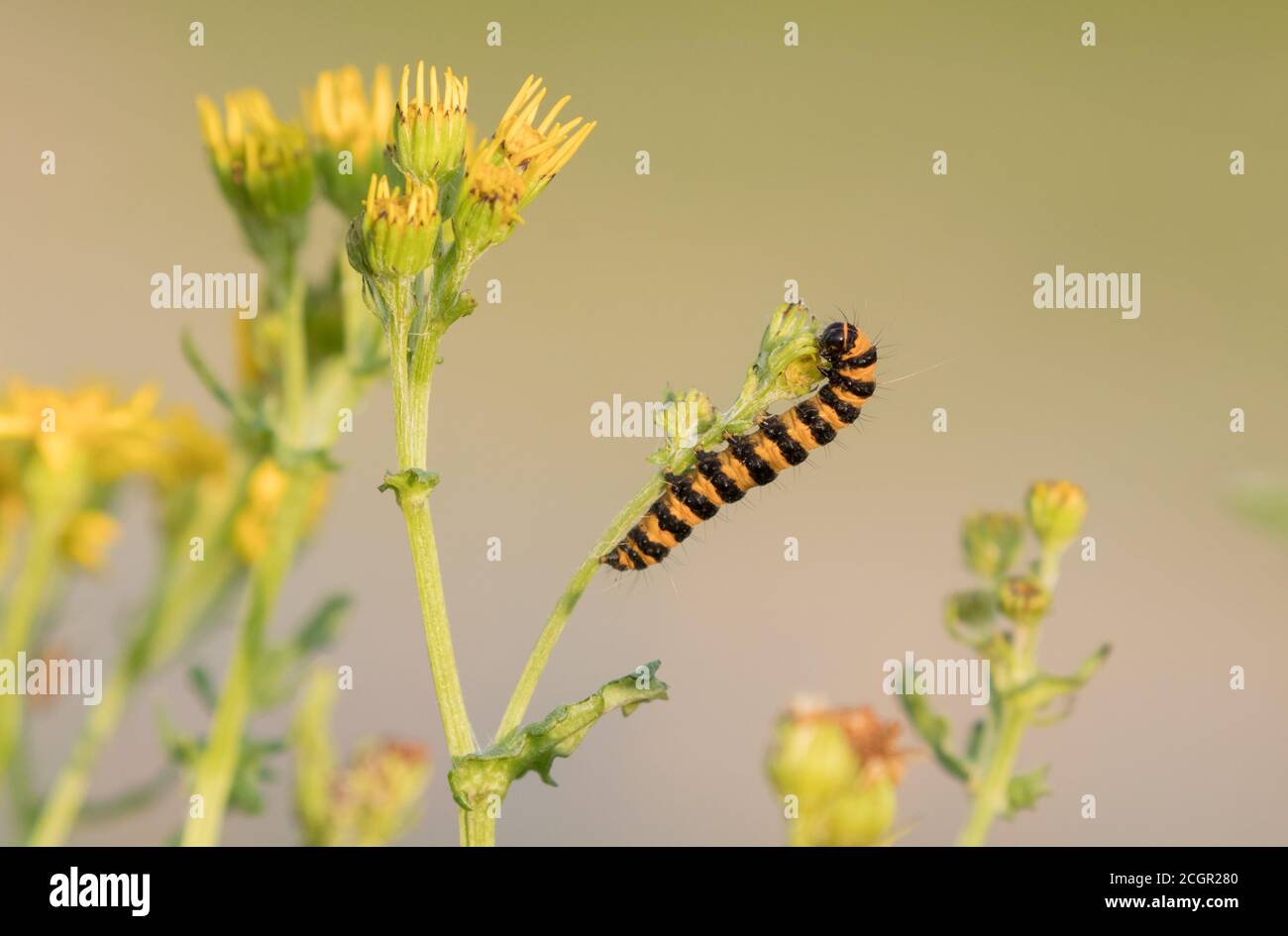 chenille de la teigne de Cinnabar sur l'armotte de ragwort, KEX Gill Moor, North Yorkshire Banque D'Images