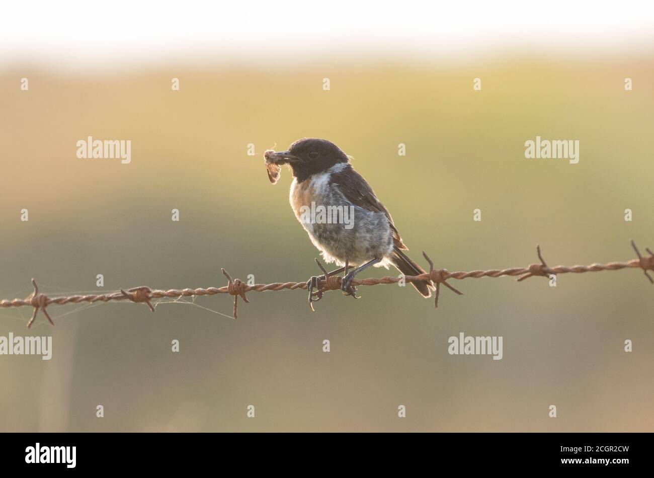 Stonechat sur fil barbelé, KEX Gill Moor, North Yorkshire Banque D'Images