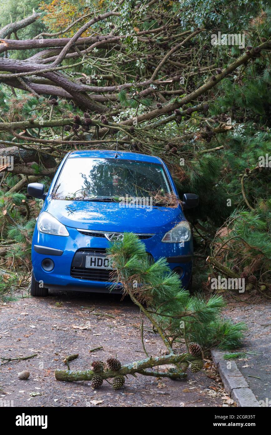 Bournemouth, Dorset, Royaume-Uni. 12 septembre 2020. Un grand arbre est tombé écrasant plusieurs voitures hier soir à Chine Crescent Road, Bournemouth. Heureusement, personne n'a été signalé blessé à l'automne, mais des rapports non confirmés de l'un des résidents à proximité indiquent aujourd'hui qu'une personne de récupération d'arbre a été emmenée à l'hôpital après l'atterrissage d'un hélicoptère à proximité - les détails ne peuvent pas être vérifiés. La route reste fermée aujourd'hui. Mise à jour - ITV signale qu'un chirurgien a été grièvement blessé lors du nettoyage des débris et qu'il a été transporté par avion à l'hôpital de Southampton. Crédit : Carolyn Jenkins/Alay Live News Banque D'Images