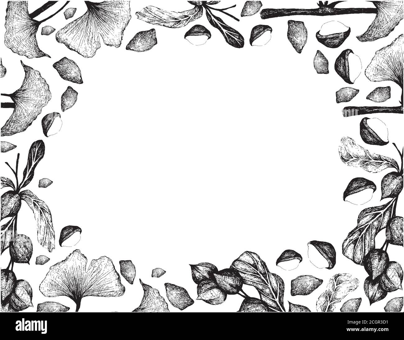 Noix et haricots, dessin d'illustration à la main cadre de noix de Macadamia décortiquées et non décortiquées et de plantes de Ginkgo Biloba, Ginkgo ou Gingko. Illustration de Vecteur