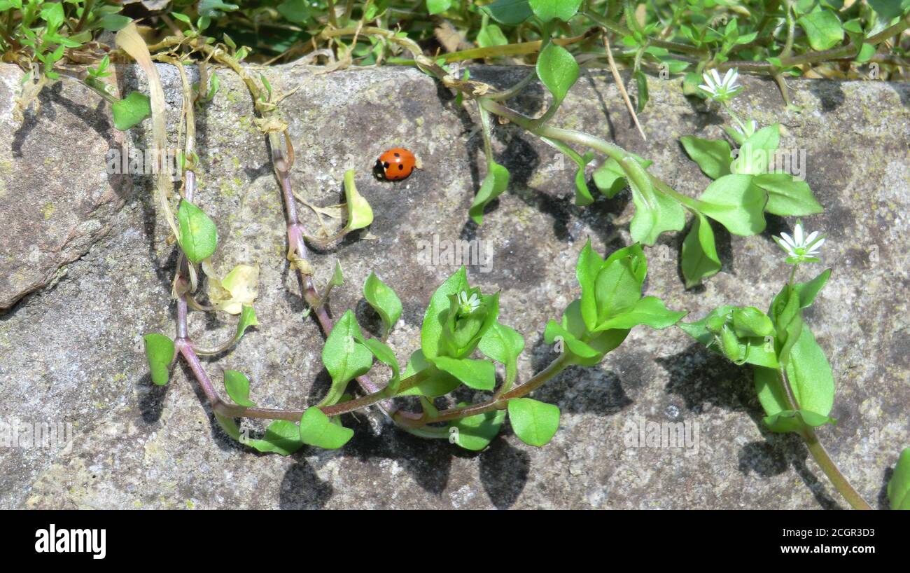 coccinelle marchant sur un mur parmi les feuilles vertes - coccinella che cammina dans un muro tra le foglie verdi Banque D'Images