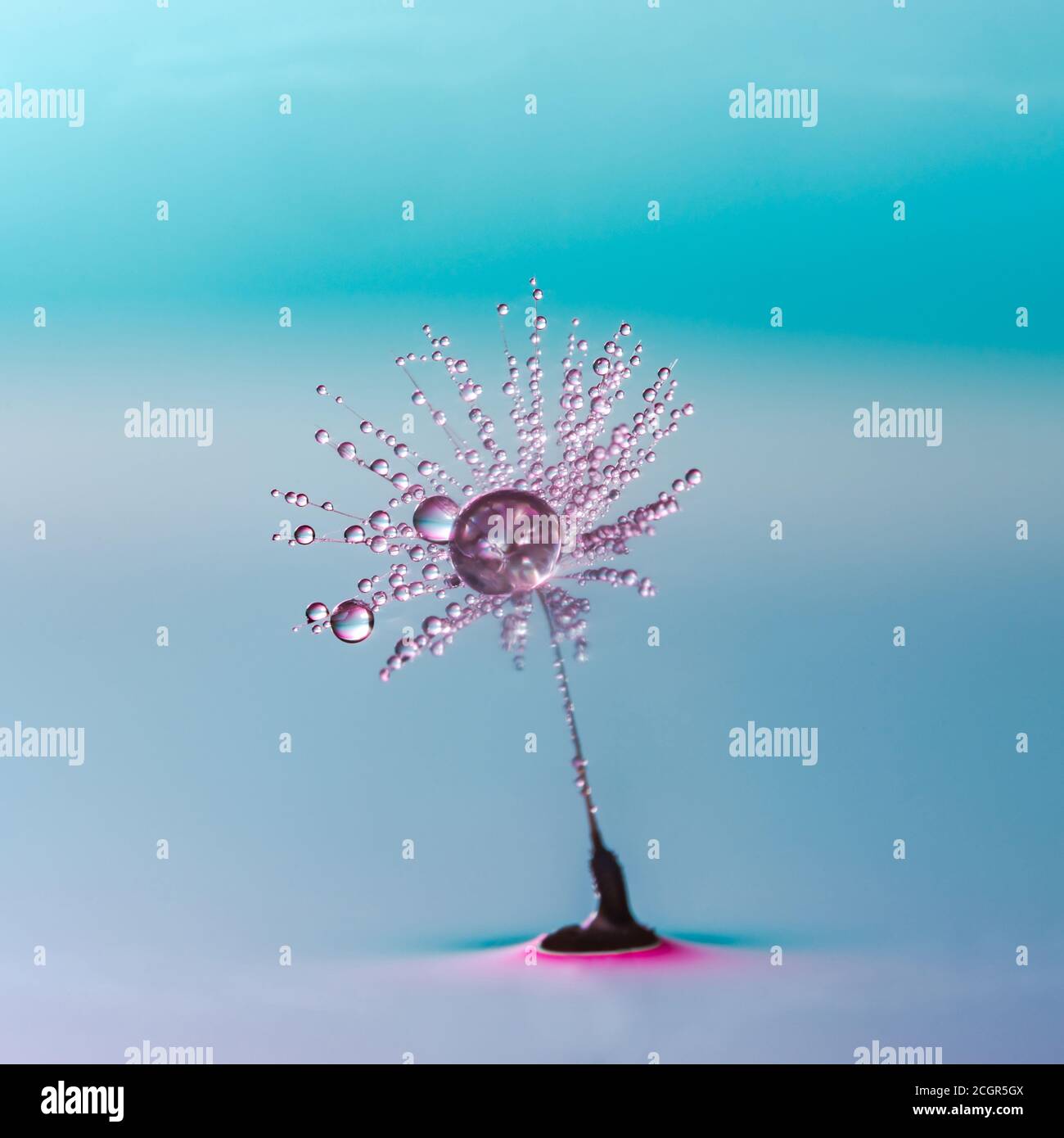 Graines de pissenlit couvertes de gouttes d'eau sur fond coloré - macro extrême avec mise au point sélective Banque D'Images