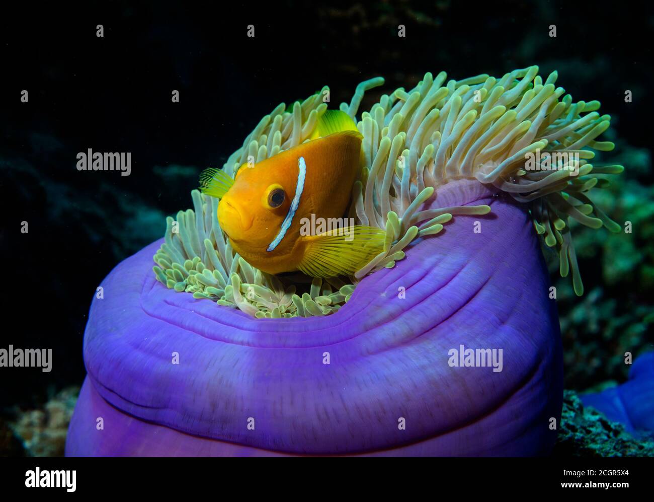 Maldive Anemonefish, Amphiprion nigripes dans la magnifique Anemone, Heterotis magifica, île de Bathala, Maldives Banque D'Images