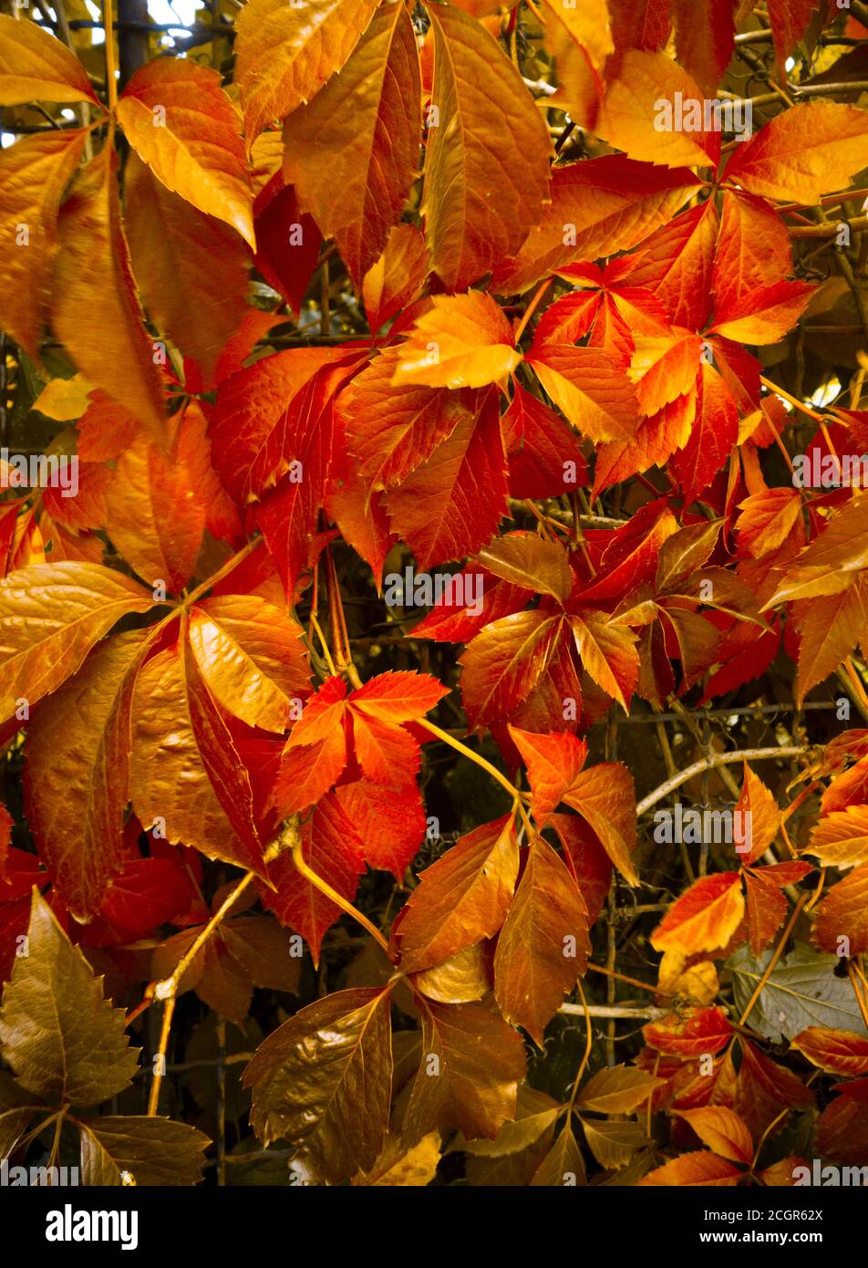 arrière-plan des feuilles aux couleurs d'automne rouge et jaune Banque D'Images