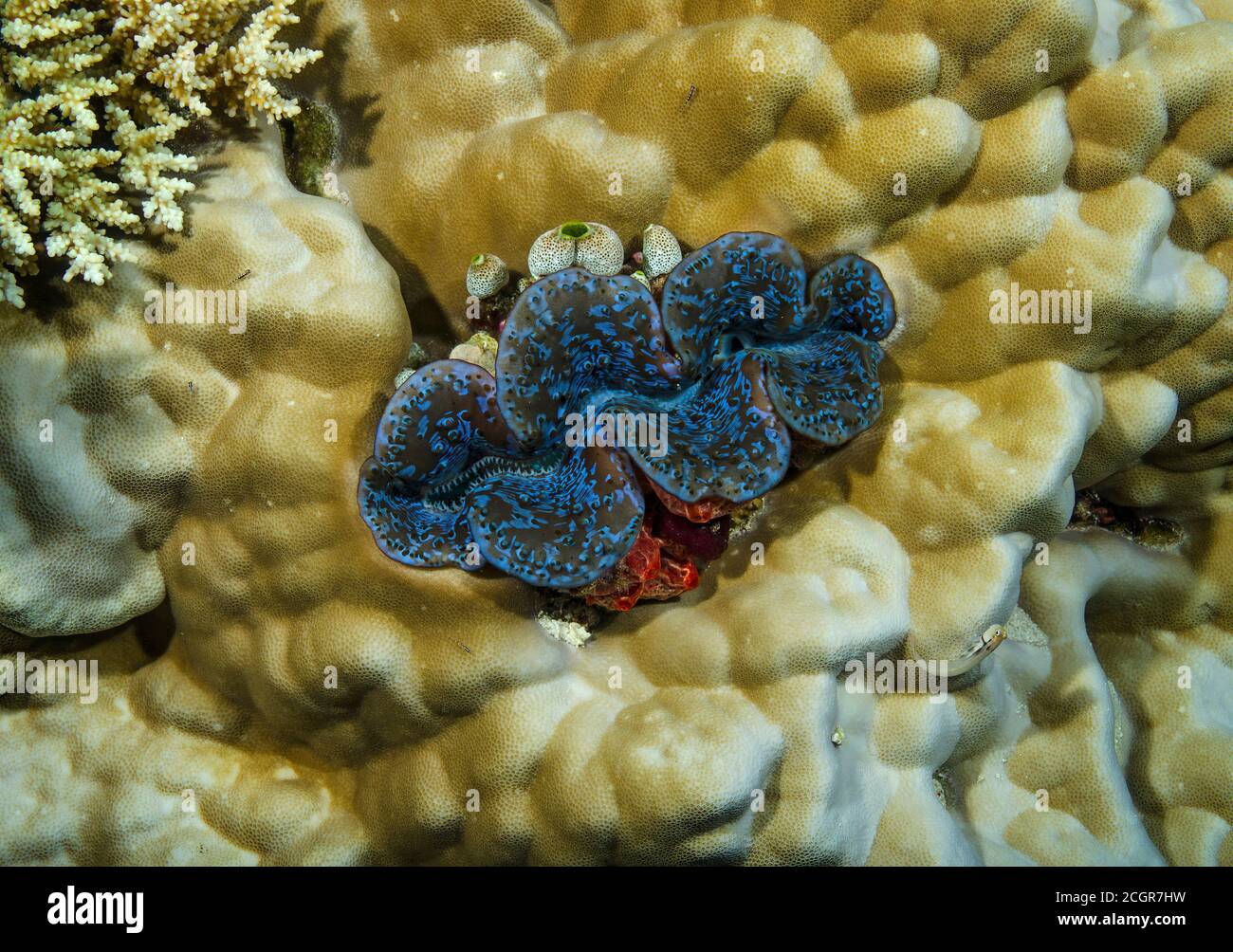 Palourdes géantes, Tridacna maxima, sur le récif corallien, île de Bathala, Maldives Banque D'Images
