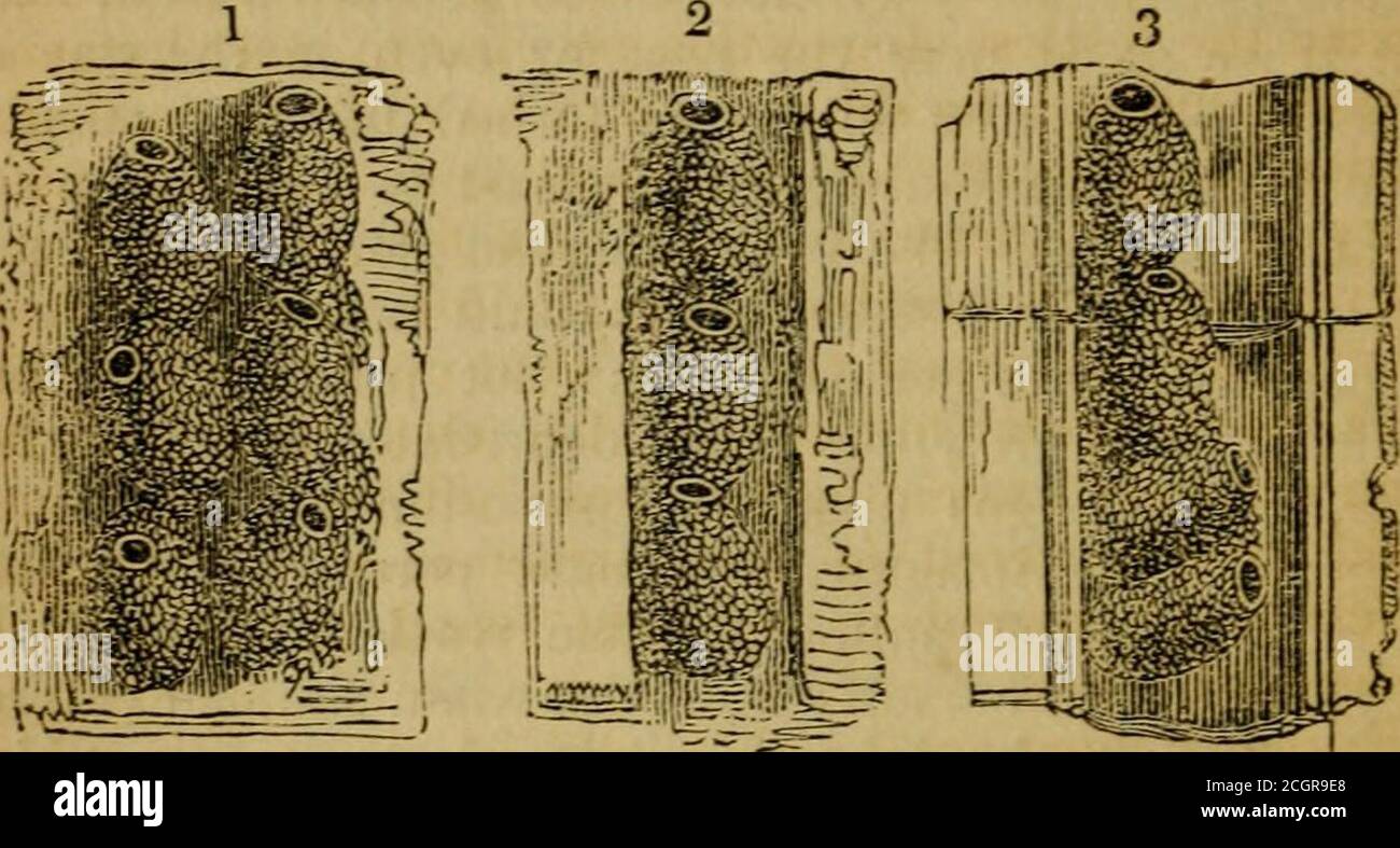 . Architecture des insectes : à laquelle s'ajoutent, les miscellanies, sur les ravages, la préservation à des fins d'étude, et la classification, des insectes . la plus grande difficulté à expliquer le principe de gouvernance des esprits des animaux inférieurs. Themason-Bee fait son nid par une règle invariable ; themodel est dans son esprit, comme il a été dans l'esprit de l'herrace depuis leur première création : ils ont appris nothingby expérience. Mais le mode dans lequel ils accomplissent cette tâche varie selon les situations dans lesquelles theysont placés. Ils semblent avoir une scintillation de 44 IXsect AECniTECTLSE. r Banque D'Images