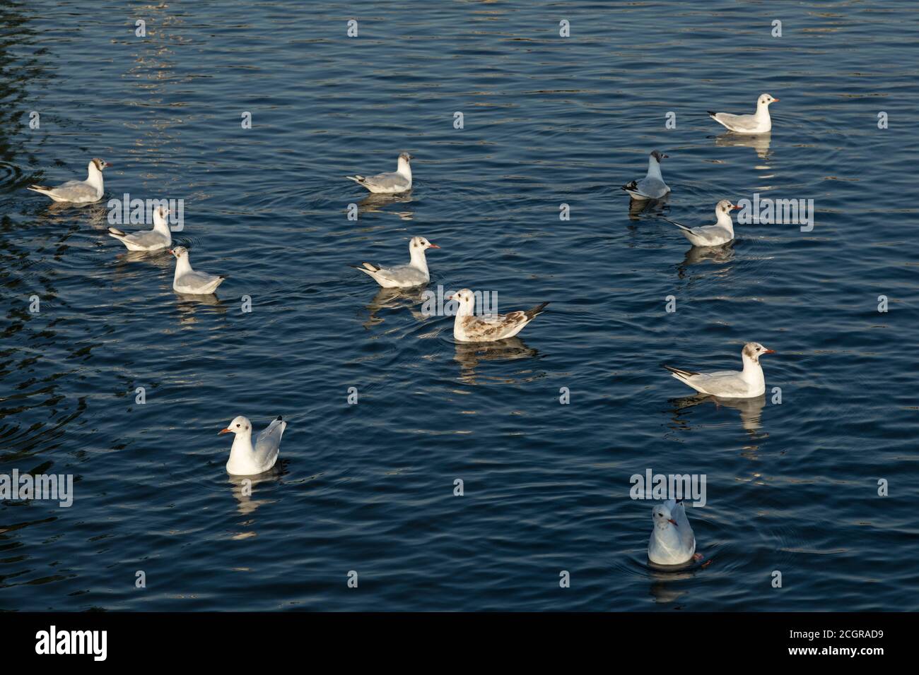 Goélands à tête noire, (Larus ridibundus), Rerik, Mecklenburg-Ouest Pomerania, Allemagne Banque D'Images