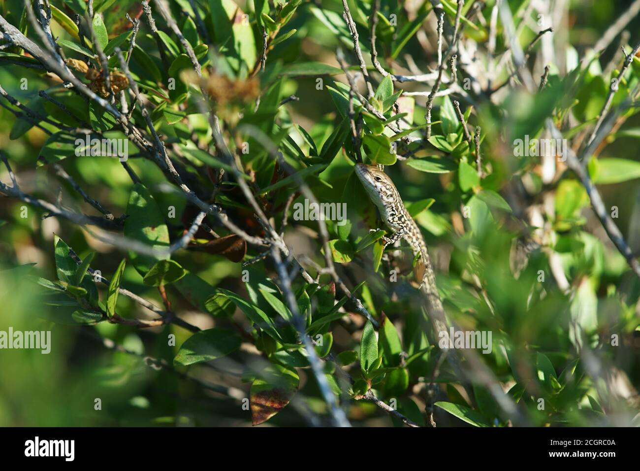 Lizard à paroi commune - Podarcis muralis - sur la plante de la myrte commune, (Myrtus communis), Ginosa Marina, Apulia, Italie Banque D'Images