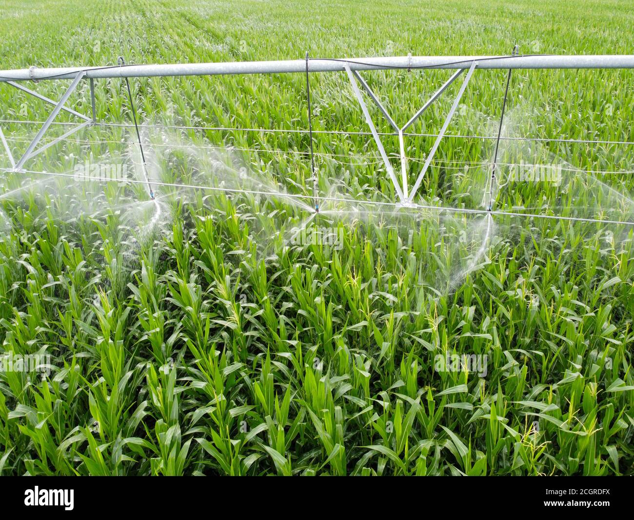 Système d'arrosage automatique sur un champ de maïs. Agro-industrie,  agriculture dans les zones arides Photo Stock - Alamy