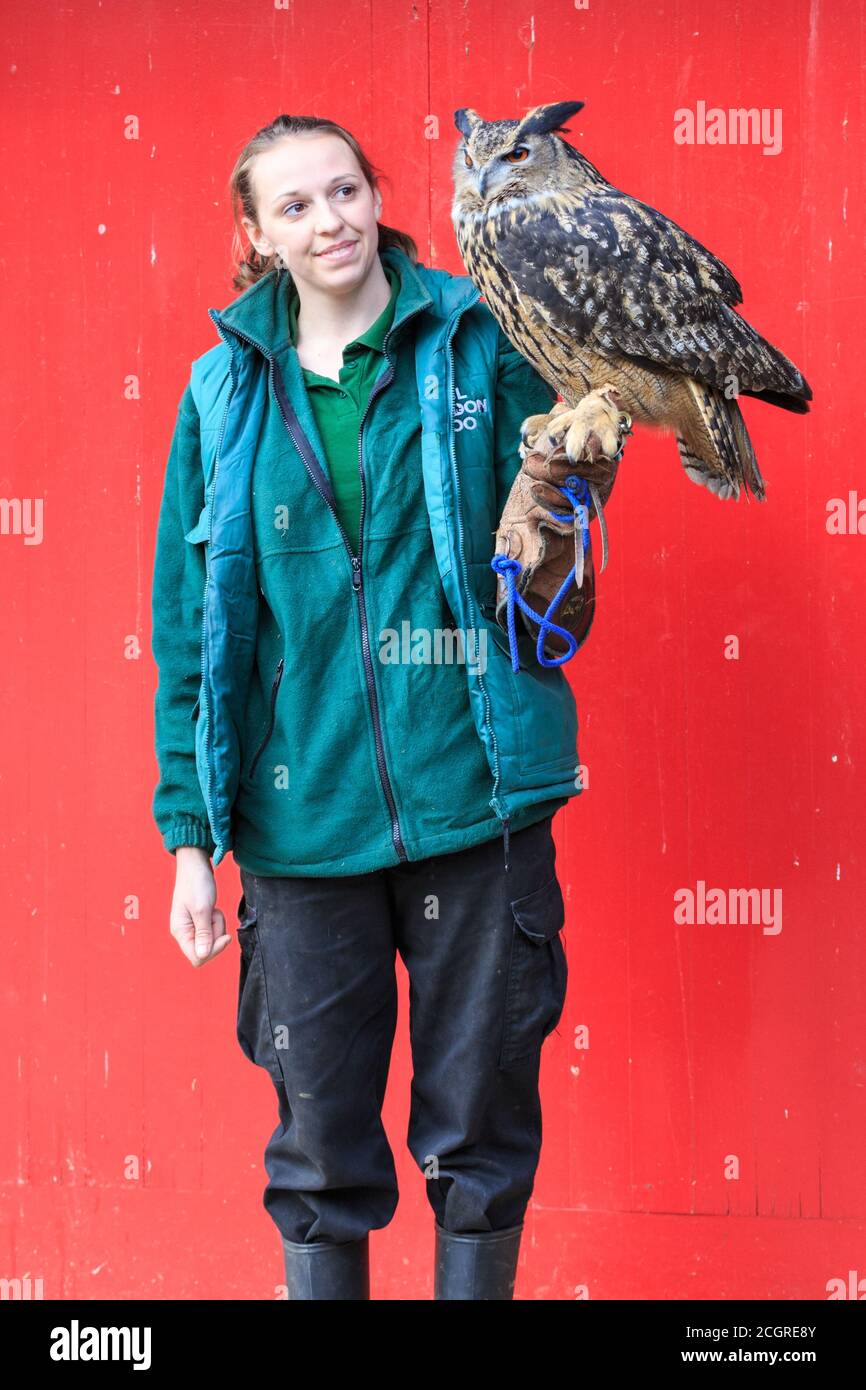 La chouette de l'aigle eurasien (Bubo bubo) a appelé Max avec gardien de zoo à ZSL London Zoo stock prenez photocall, Londres, Angleterre, Royaume-Uni Banque D'Images